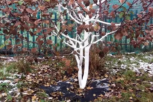 побелка Яблоня Чудное