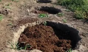 почва для яблони Союз