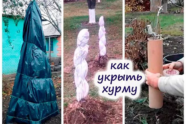 Подготовка к зиме Королёк шоколадный (Diospyros lotus)