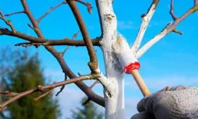 Подготовка к зиме Яблоня Гала18