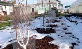 Подготовка к зимовке яблонb Орловское полосатое7