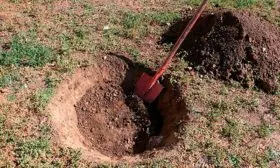 Подготовка посадочной ямы яблоня Белорусское сладкое