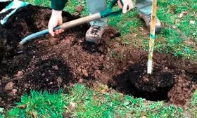 Подготовка посадочной ямы Яблоня Гала19
