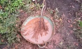 подготовка саженца яблони Малюха