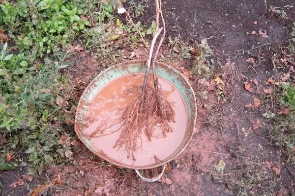 подготовка саженца яблони Малюха