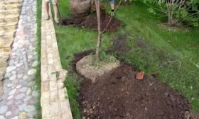 подготовка участка для посадки яблони Лобо