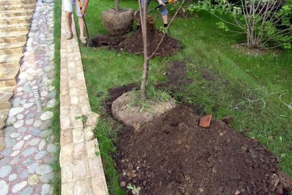 подготовка участка для посадки яблони Лобо