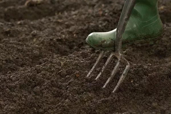 подготовка участка под посев укропа Аврора