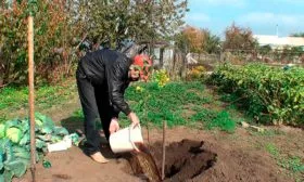 Подготовка участка яблони Розовый Налив8