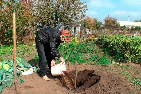 Подготовка участка яблони Розовый Налив8