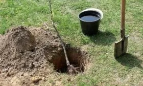 подготовка ямы для посадки яблони Народное
