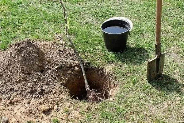 подготовка ямы для посадки яблони Народное