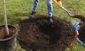 подготовка ямы для яблони Джеромини