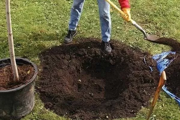 подготовка ямы для яблони Джеромини