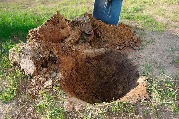 Подготовка ямы и почвы перед посадкой Хурма Россиянка