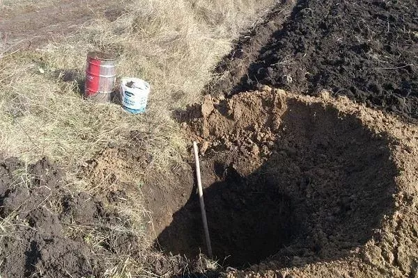 подготовка ямы под посадку яблони Пепин шафранный