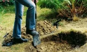 подготовка ямы под посадку яблони сорта Синап северный