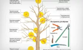 Подкормка деревьев и обрезка яблони Ред Делишес