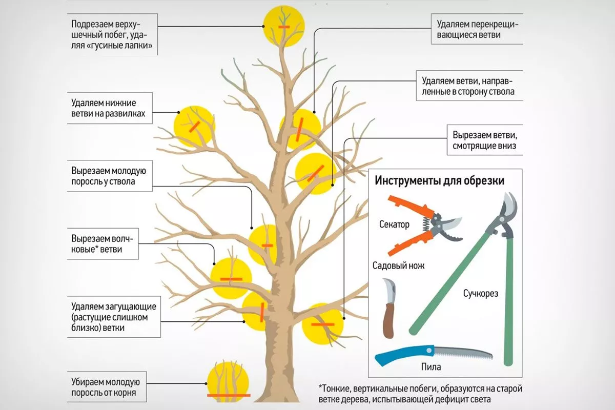 Подкормка деревьев и обрезка яблони Ред Делишес