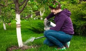 Подкормка и полив Яблоня Конфетное