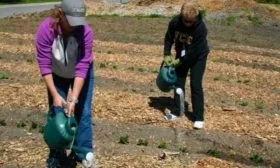 подкормка картофеля Чугунка