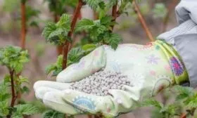 подкормка малины Соколица