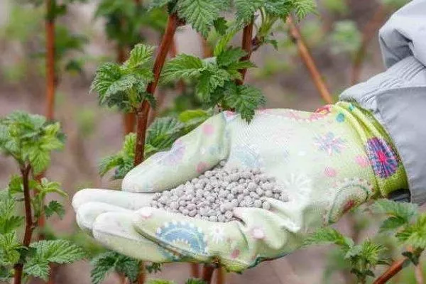 подкормка малины Соколица