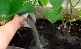 подкормка огурцов Алтай
