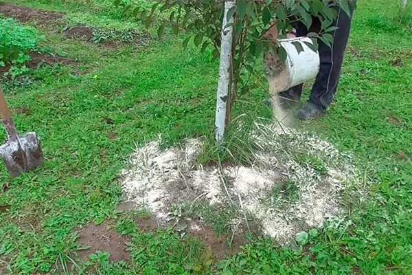 Подкормка почвы яблоня Васюган