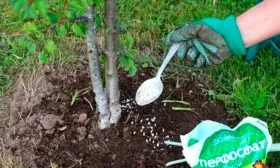 Подкормка, регулировка яблони Ред Кетти