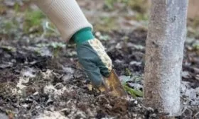 подкормка яблони Аркадик