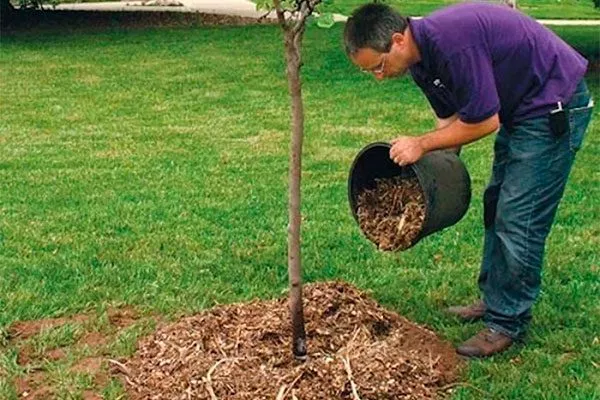 Подкормка яблони Хелена10