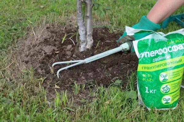 подкормка яблони Имрус