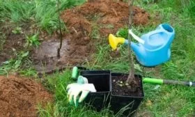 подкормка яблони Останкино