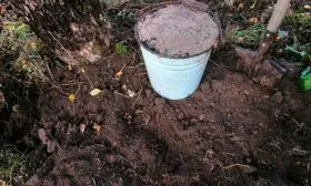 Подкормка яблони Яблоня Спартан