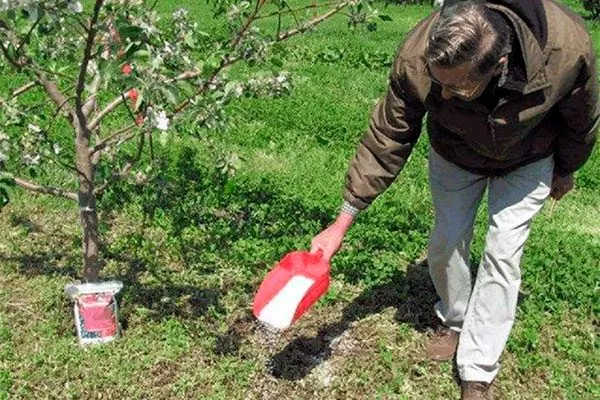 Подкормка яблони звездочка
