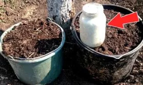 Подкормка Яблоня Флорина10