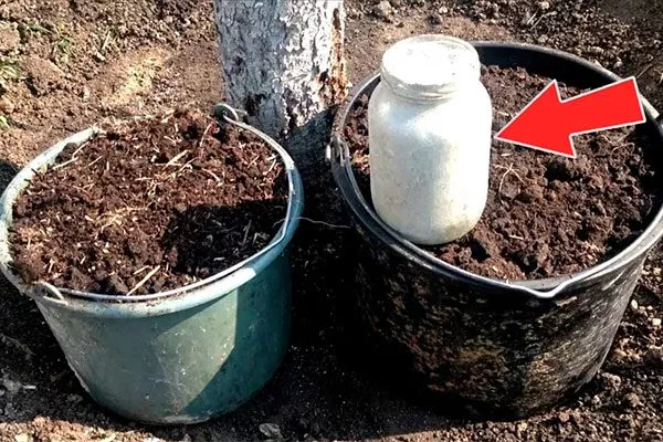 Подкормка Яблоня Флорина10