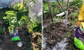 Подкормка Яблоня Победитель