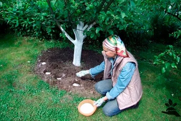 Подкормка яблоня Услада