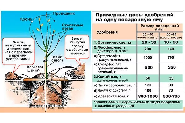 Подкормки Коричное полосатое