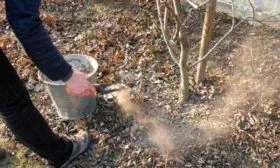 Подкормки яблони Орловим7