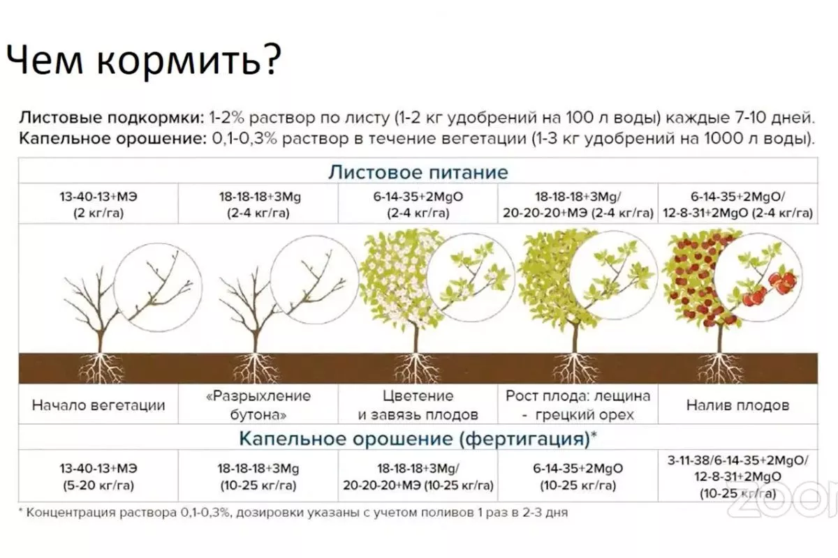 Яблоня Розовый Налив: с розовой мякотью