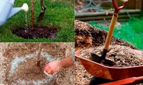 Подкормки Яблоня Гала20