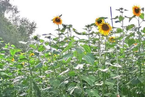 подсолнечник Белоснежный