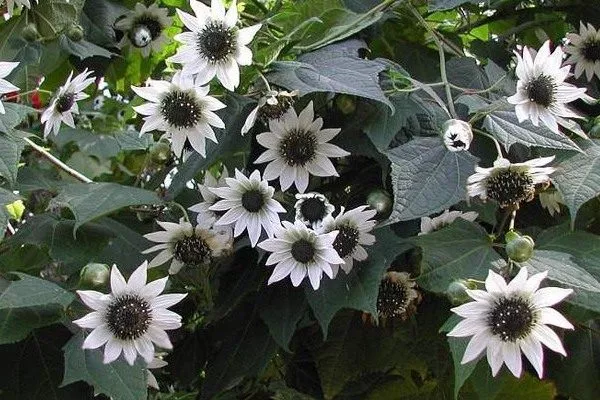 подсолнечник Белый итальянский