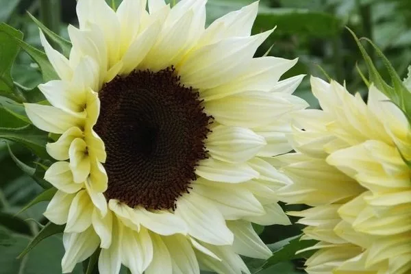 подсолнечник Moonshadow