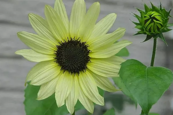 подсолнечник Ванила айс