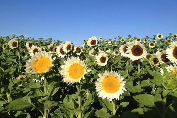 подсолнечник Вайт лайт