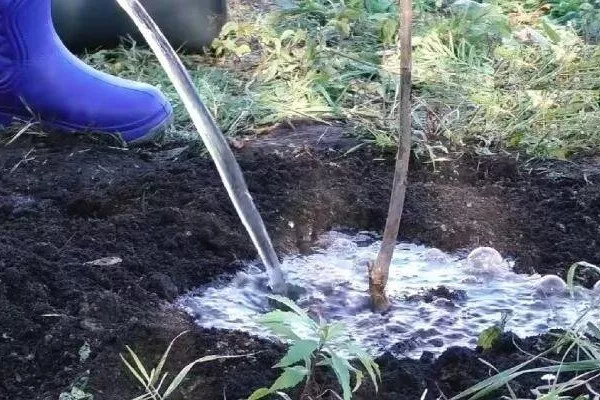 полив хурмы Дар Софиевки